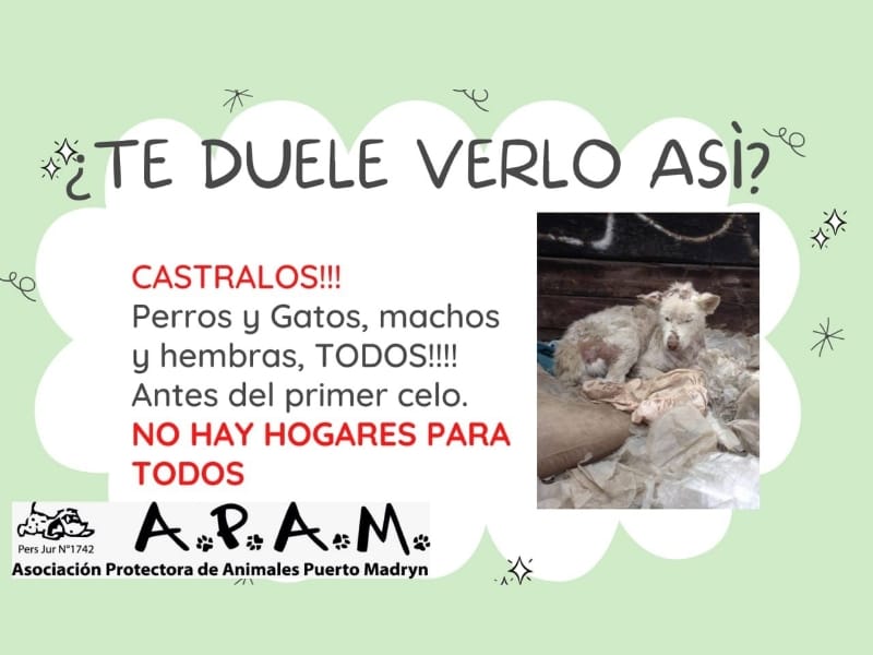 APAM ASOCIACIÓN PROTECTORA DE ANIMALES DE PUERTO MADRYN